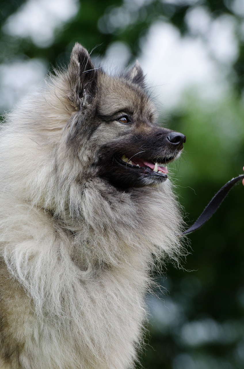 keeshond wolf spitz portrait free photo