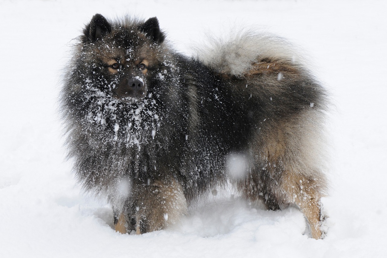keeshond dog snow free photo