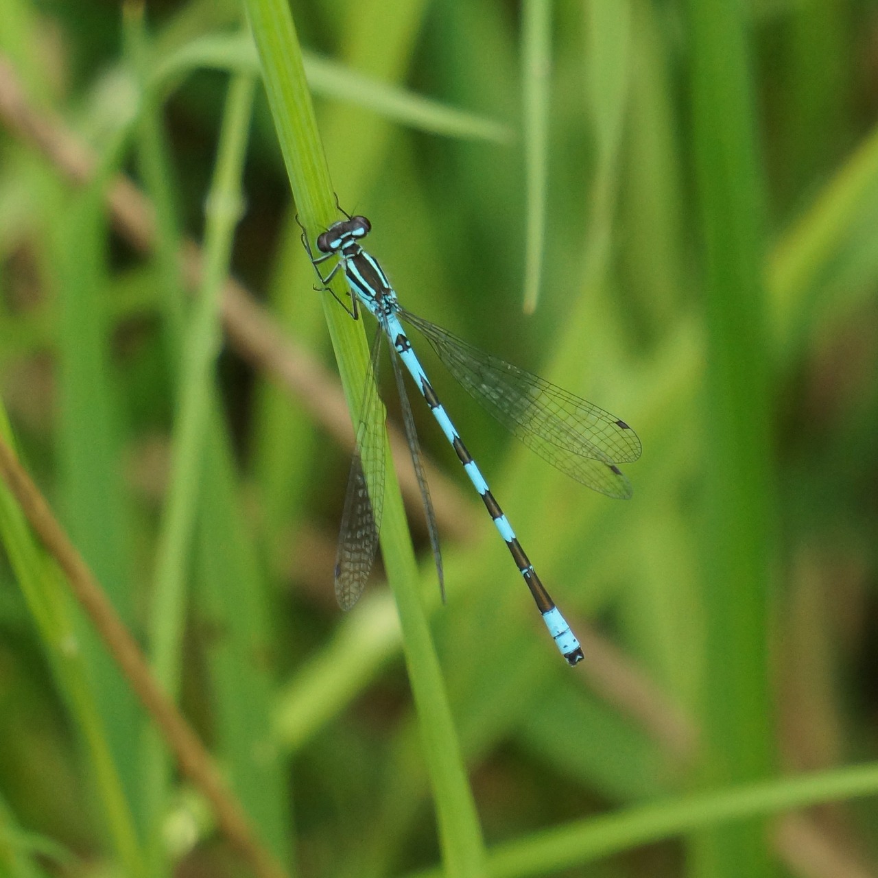 keihästytönkorento coenagrion hastulatum dragonfly free photo