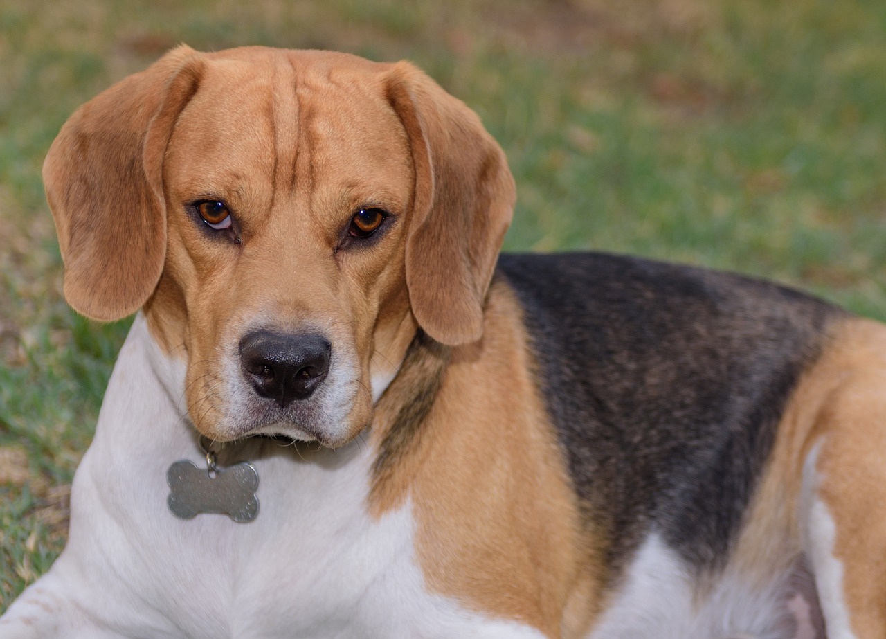 keiko beagle dog free photo