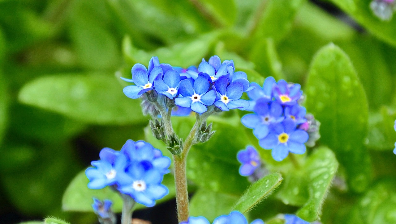 kéknefelejcs spring flower blue flower free photo