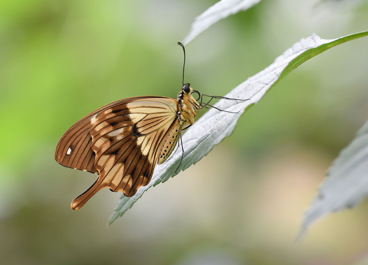 kelebek  butterfly  doğa free photo