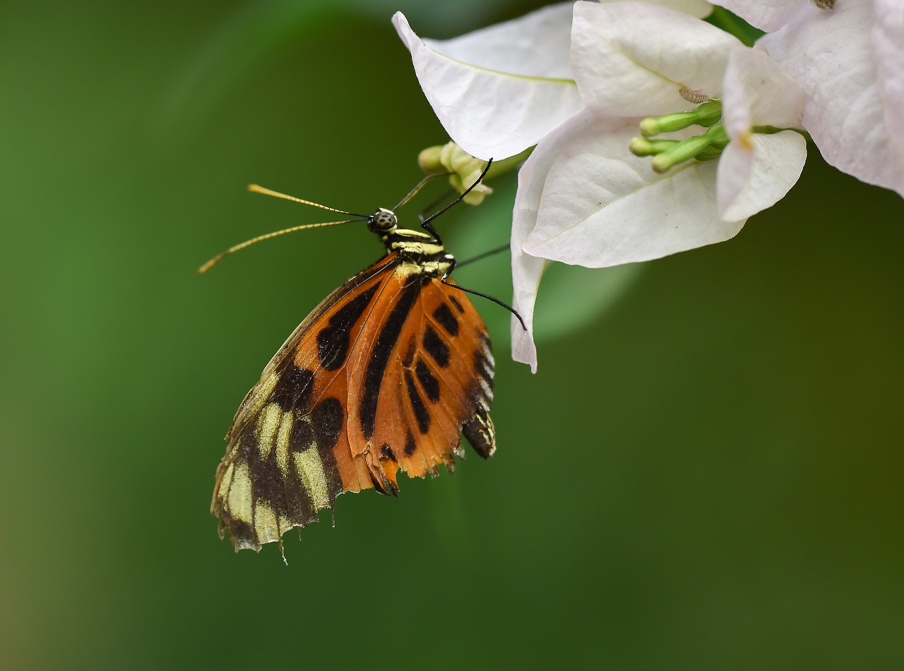 kelebek  butterfly  böcek free photo