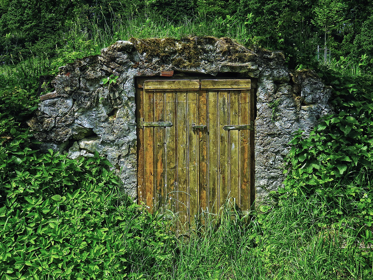 keller storage cellar wooden door free photo