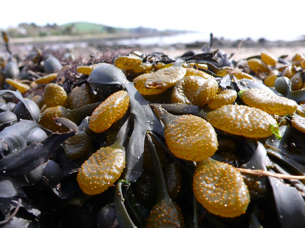 kelp seaweed sea free photo