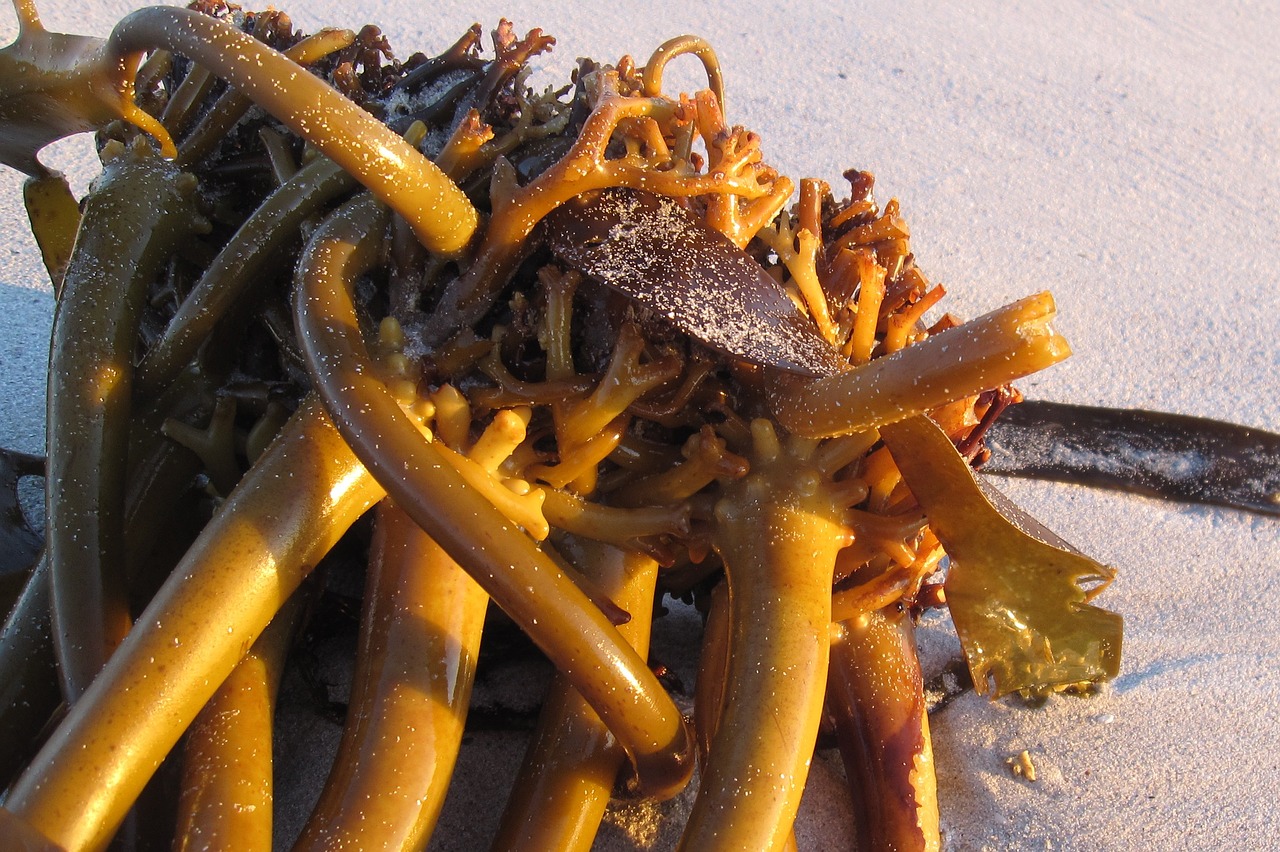 kelp seaweed beach free photo