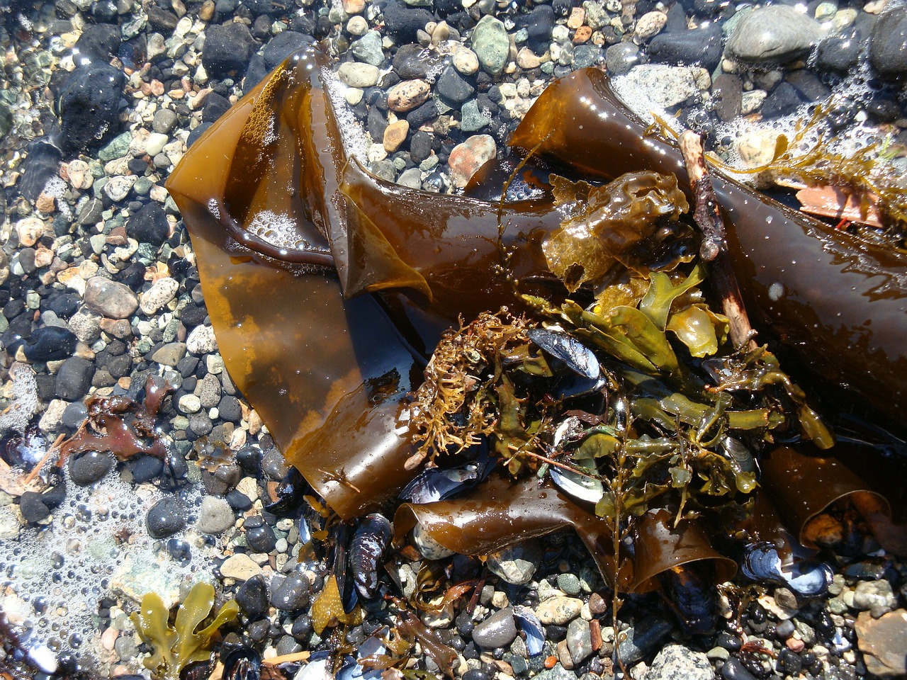 kelp muscles shore free photo