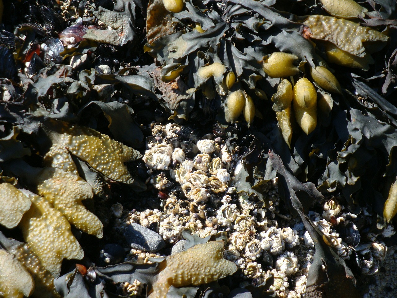 kelp barnacles shore free photo