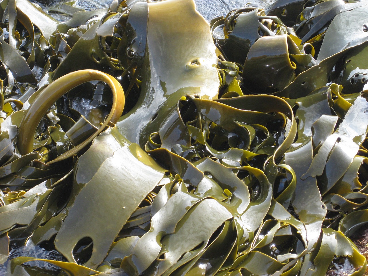 kelp seaweed nature free photo