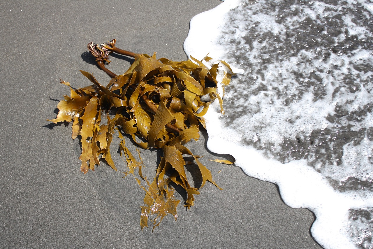 kelp seaweed sand free photo