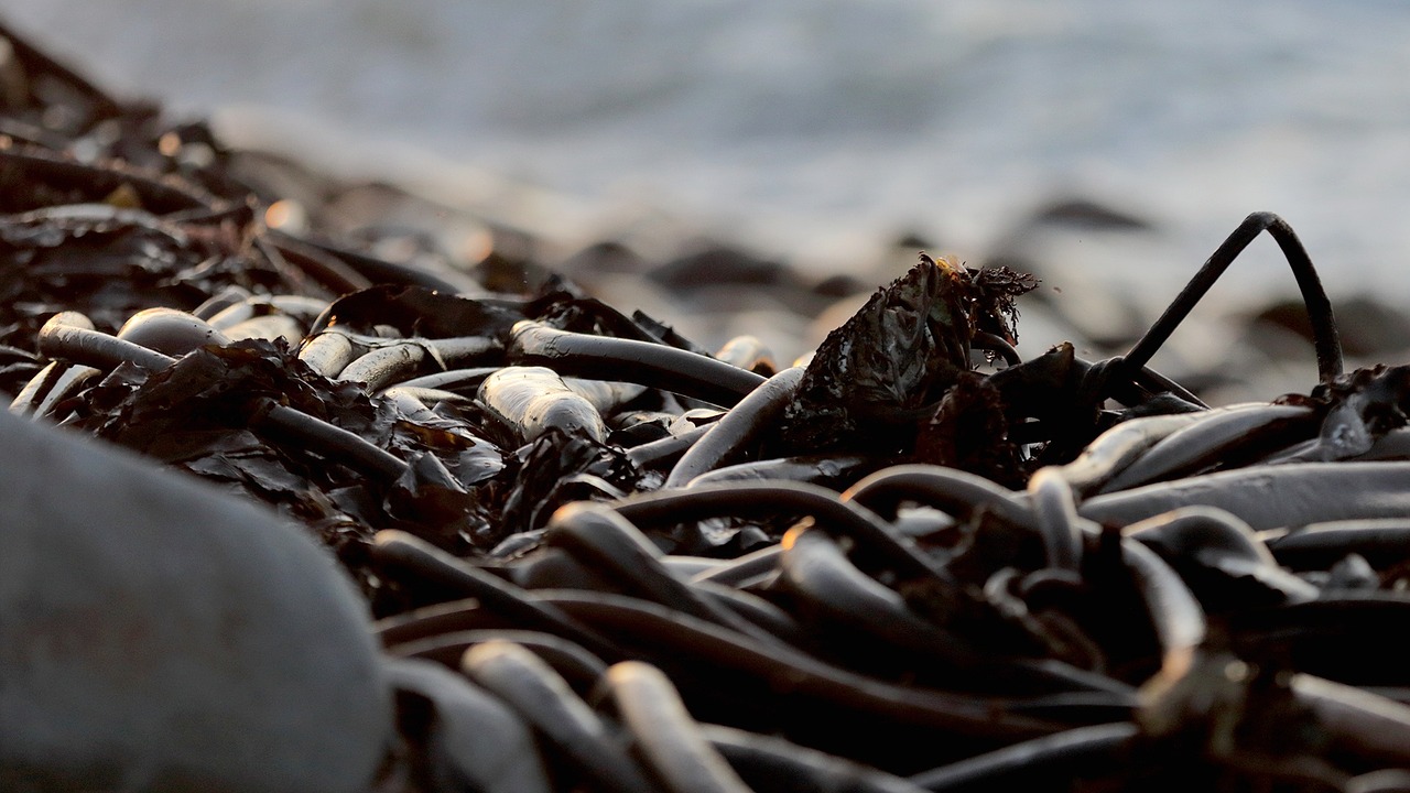 kelp nature ocean free photo