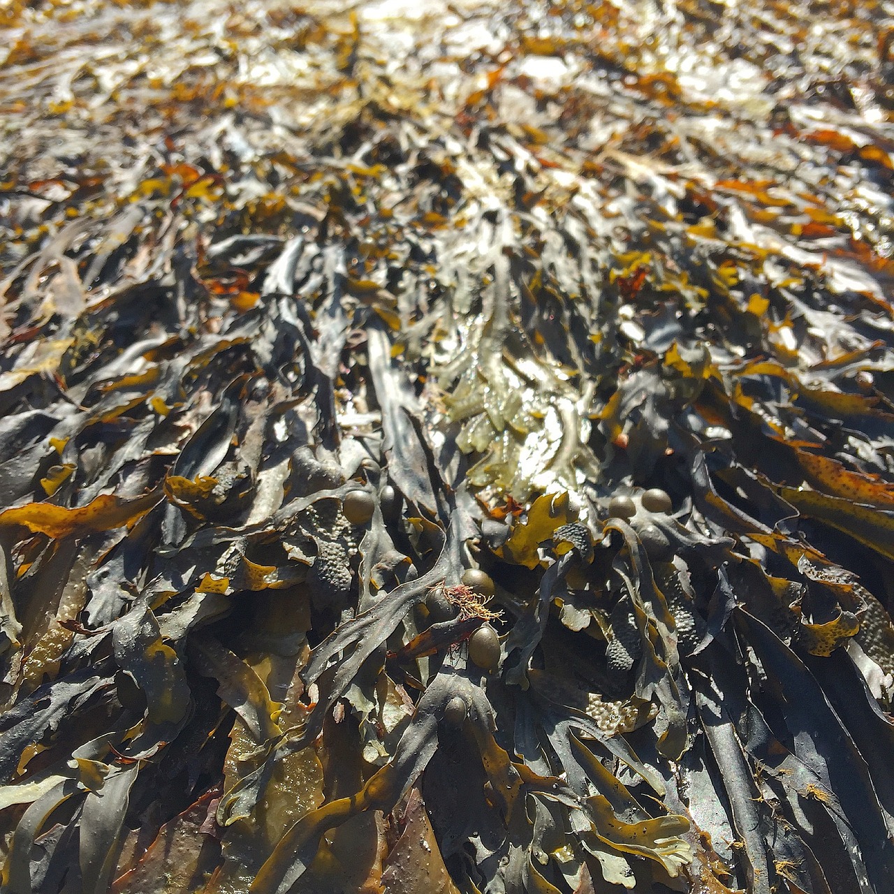 kelp seaweed stranded free photo