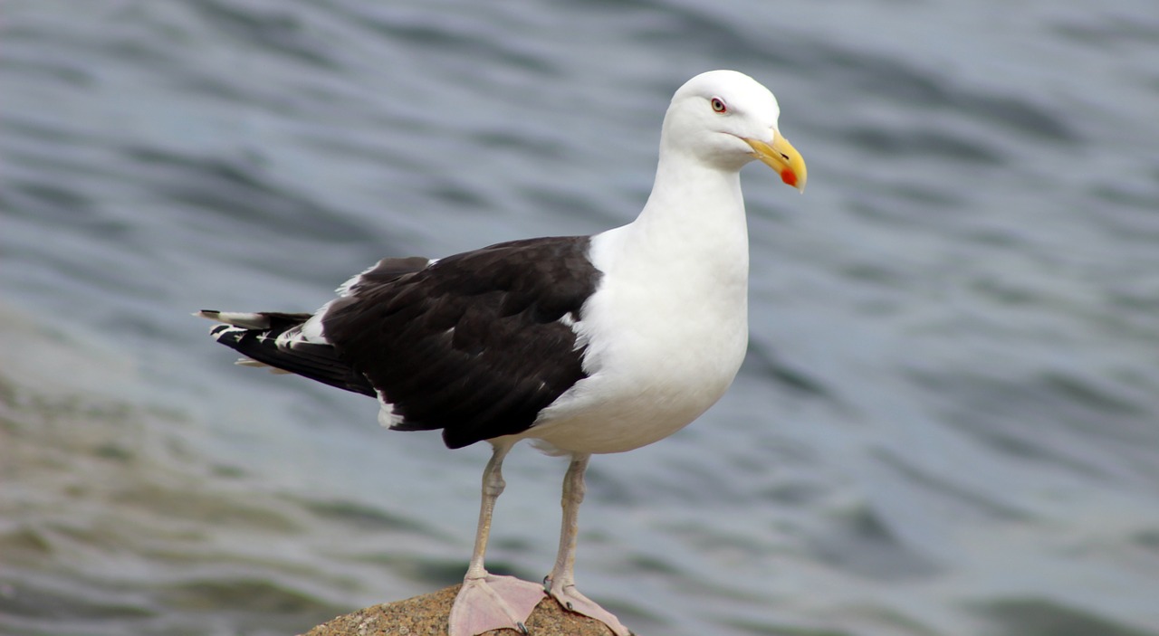 kelp gull gull bird free photo