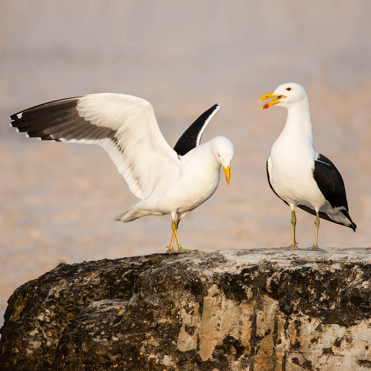 kelp gulls in love kelp gull cape gull free photo