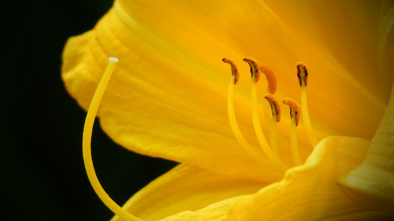 keltalilja lilium monadelphum yellow flower free photo