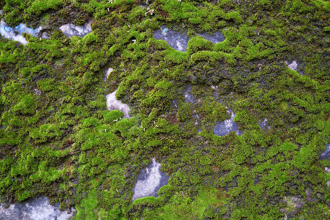 kennedy rocky moss free photo