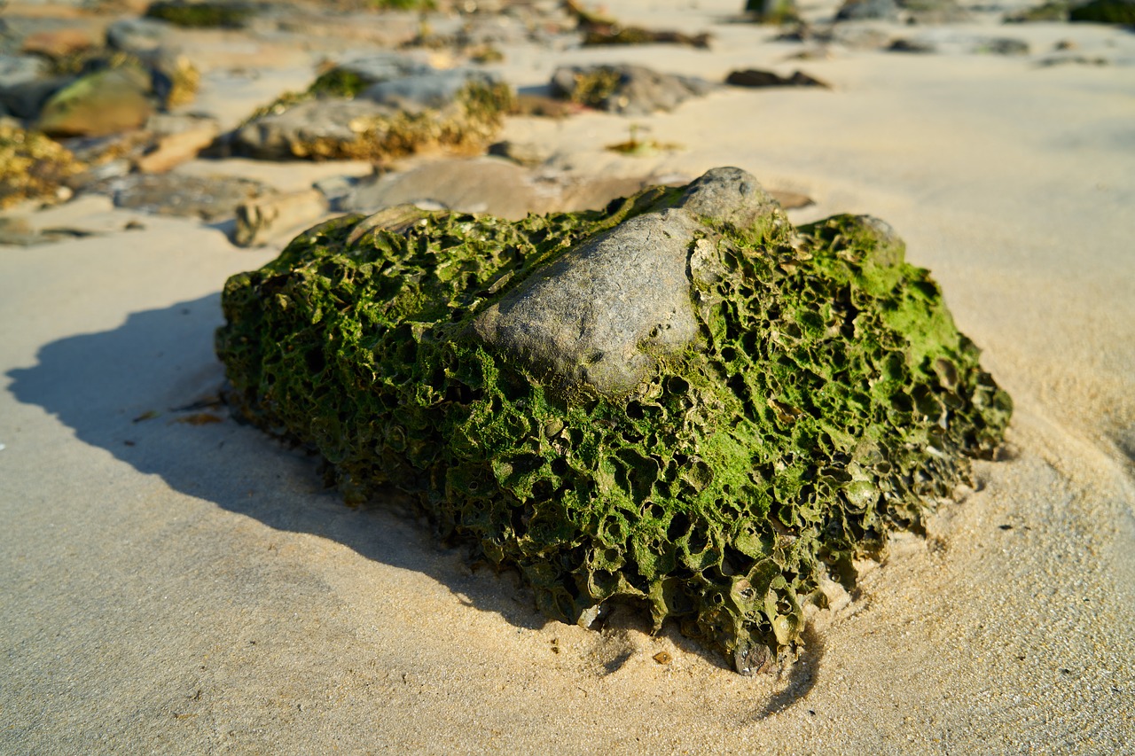 kennedy  moss  beach free photo