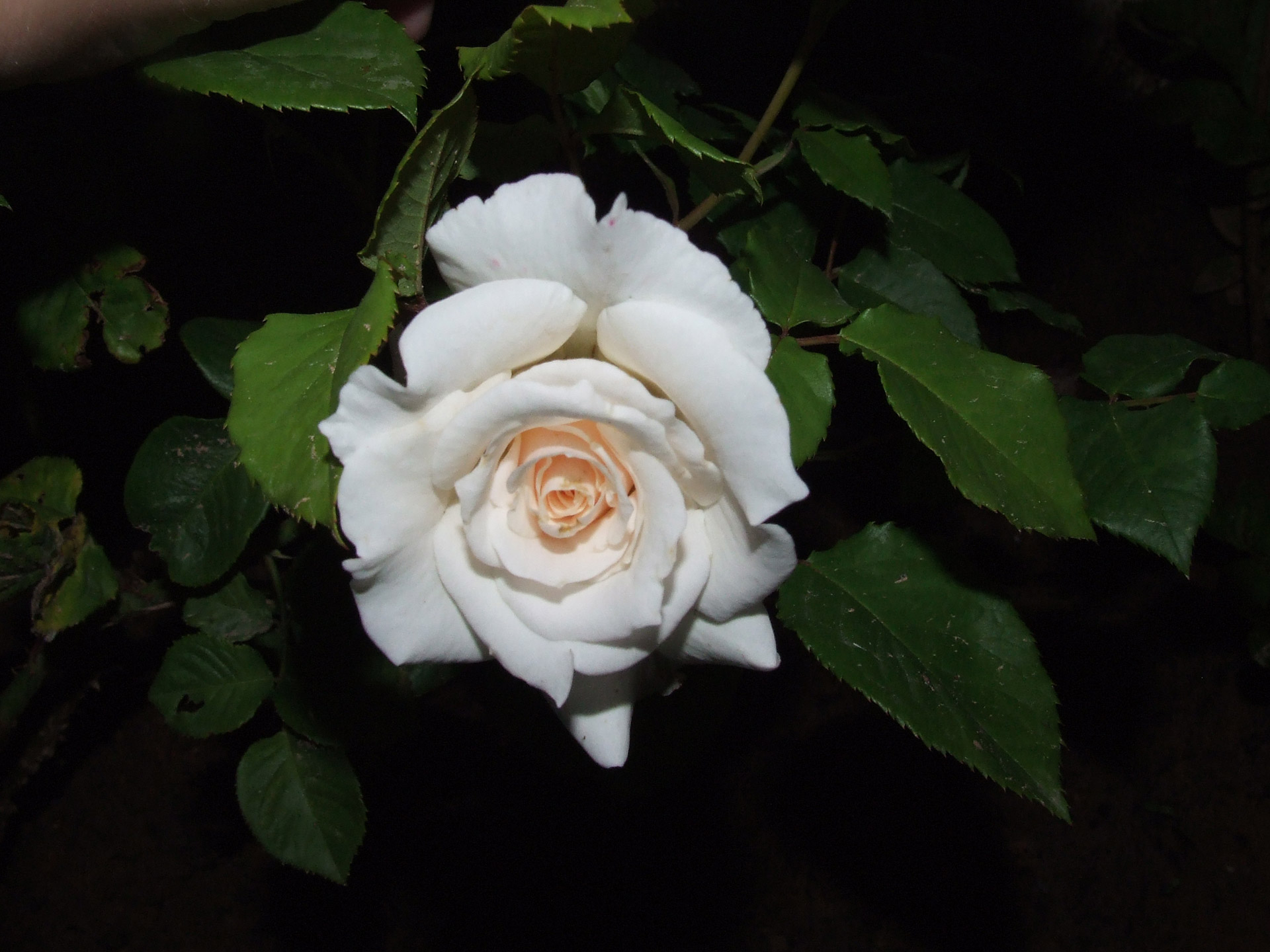 white rose full bloom free photo