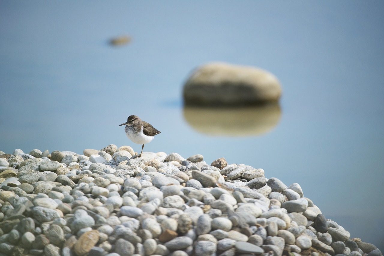 kentish plover bird field birds free photo