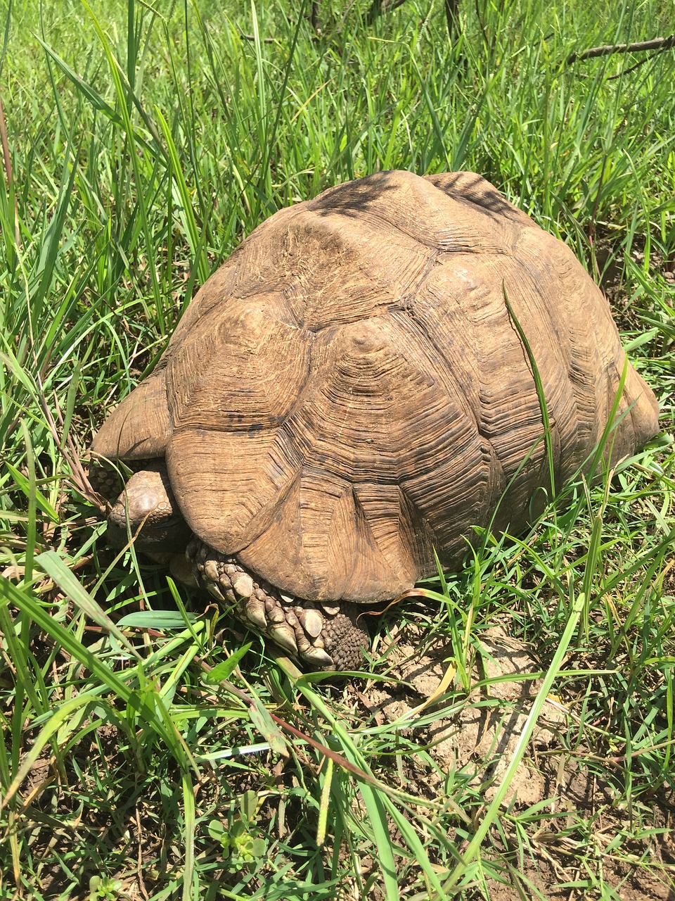 kenya tortoise old free photo