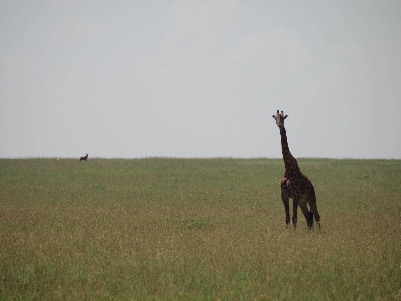 kenya giraffe wild animals free photo