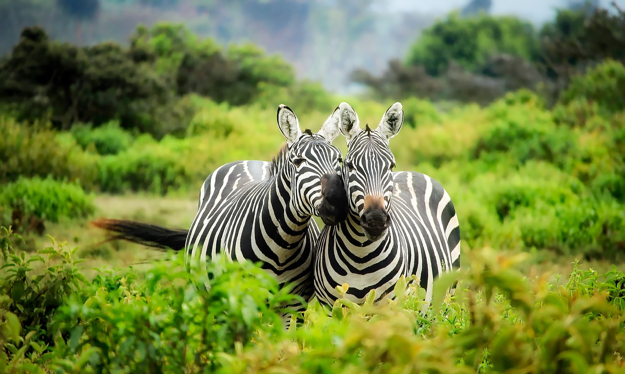 kenya africa zebras free photo