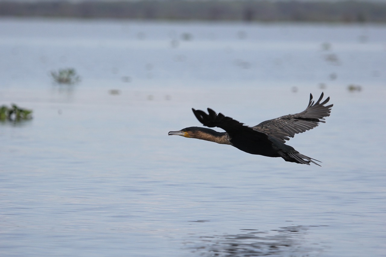 kenya lake bird free photo