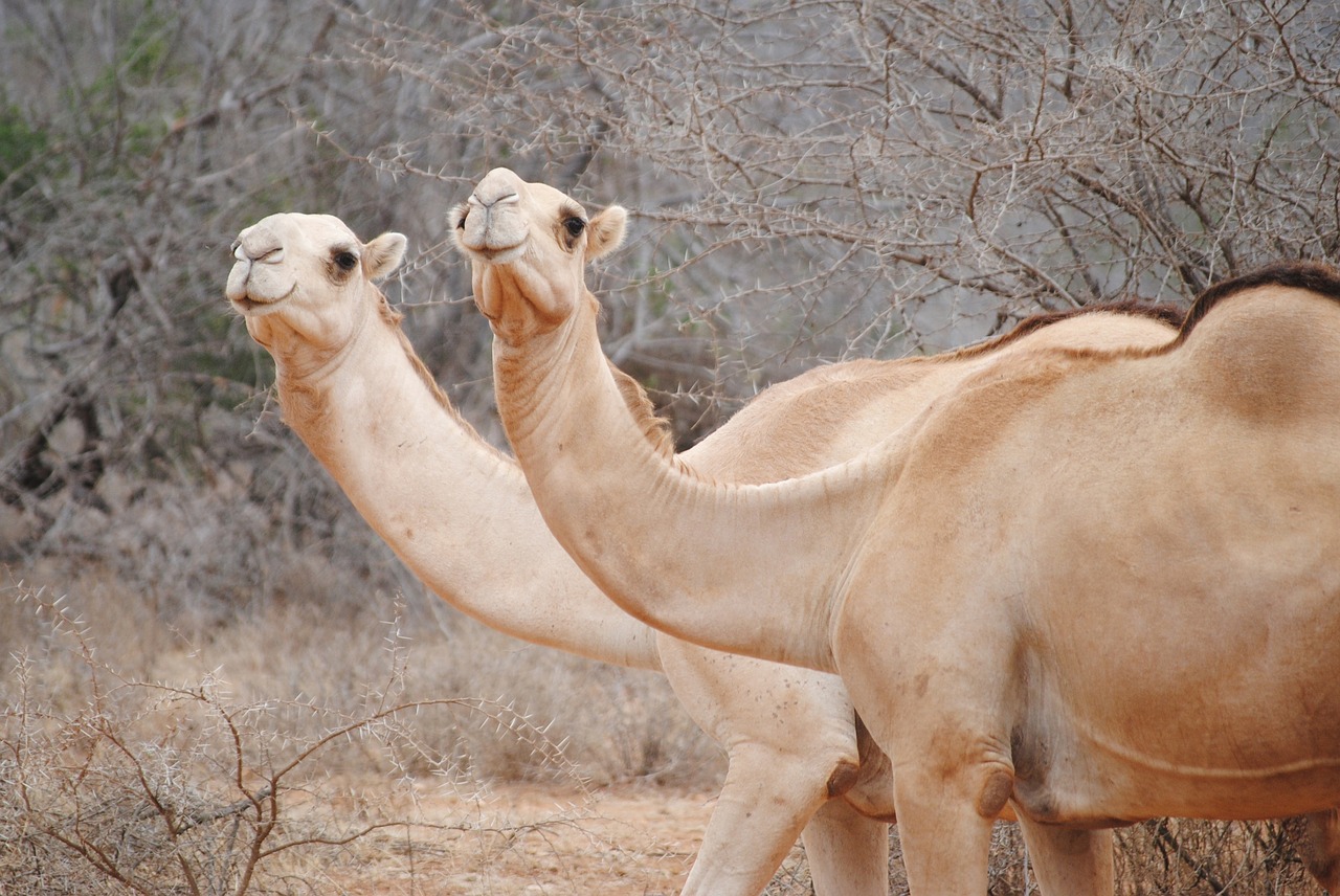 kenya africa camels free photo