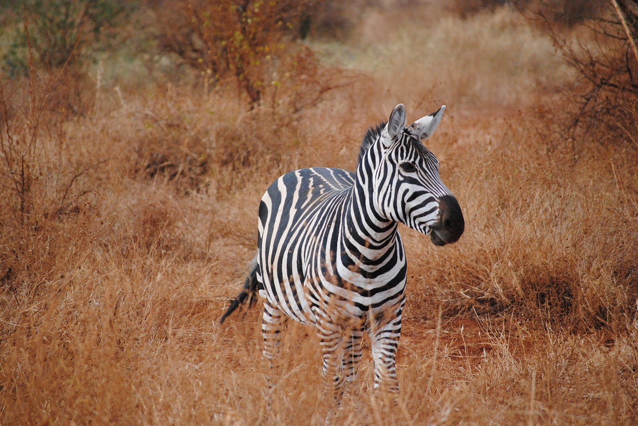 kenya africa safari free photo