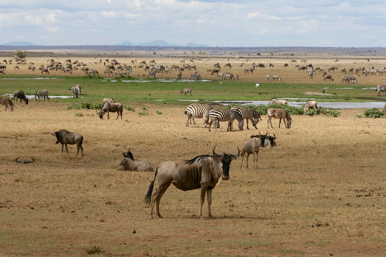 kenya safari wild animals free photo