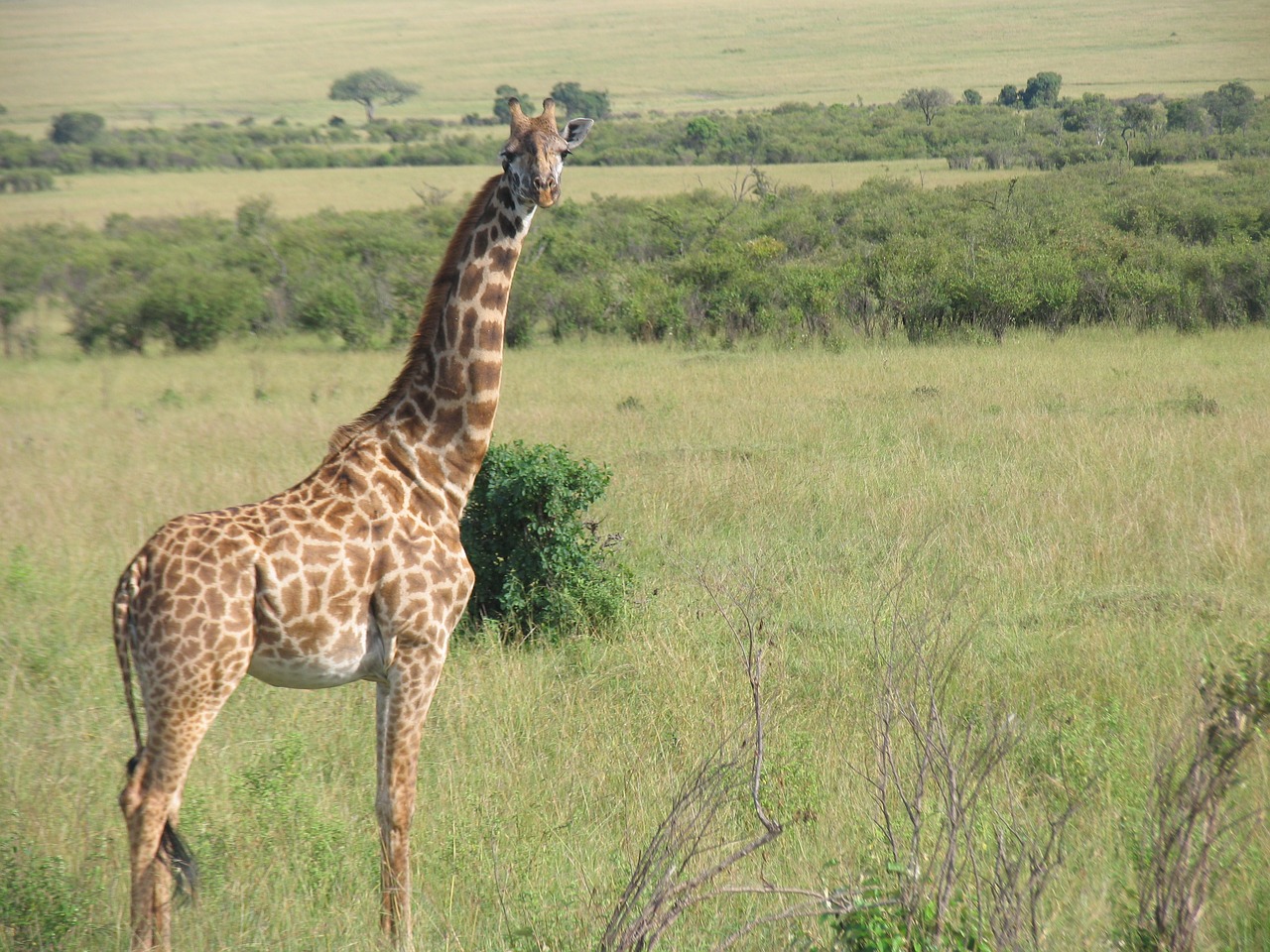 kenya giraffe maasai-mara free photo
