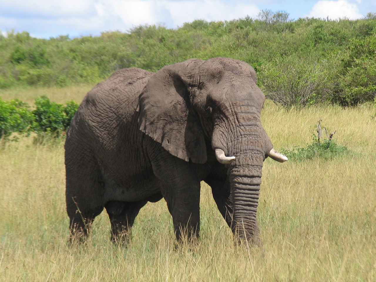 kenya maasai-mara elephant free photo