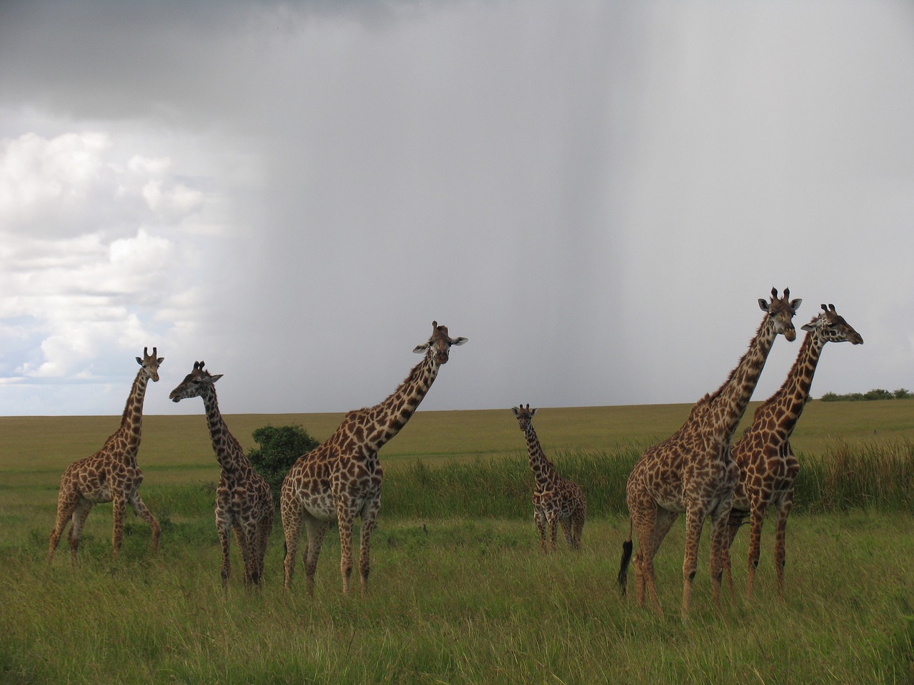 kenya maasai-mara giraffes free photo