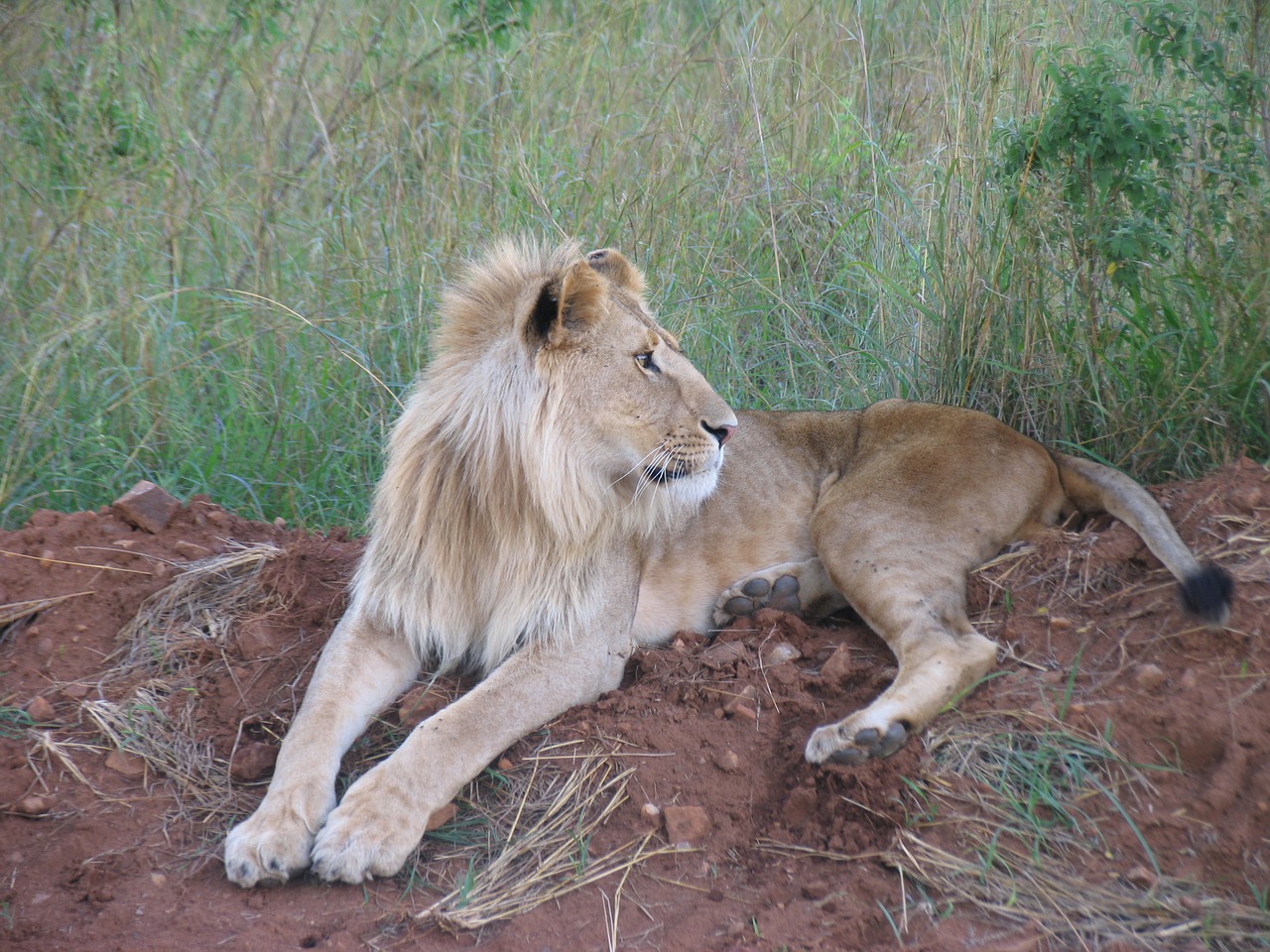 kenya maasai-mara lion free photo