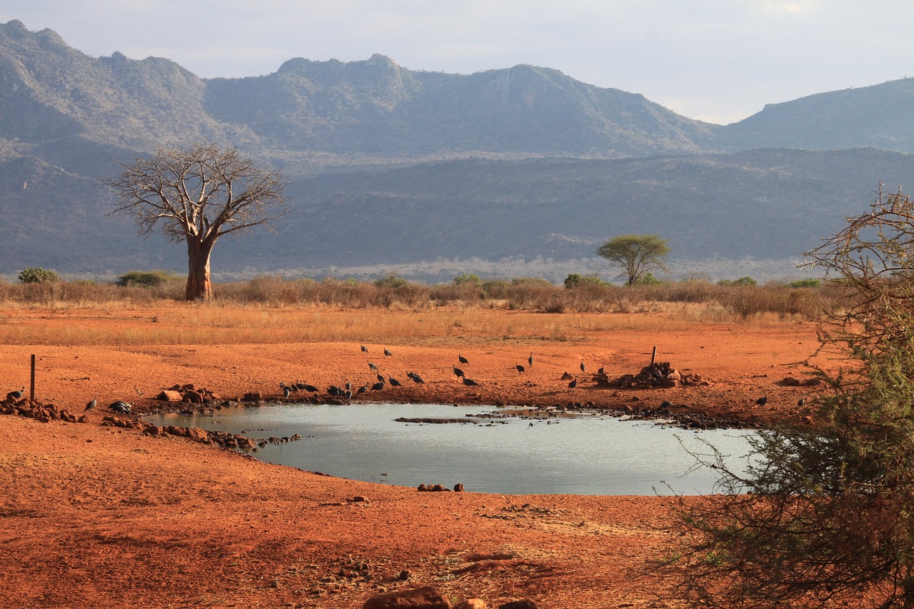 kenya tsavo west water hole free photo