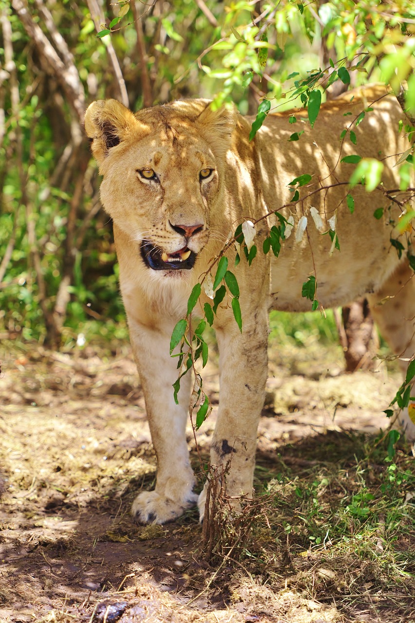 kenya lion portrait lioness free photo