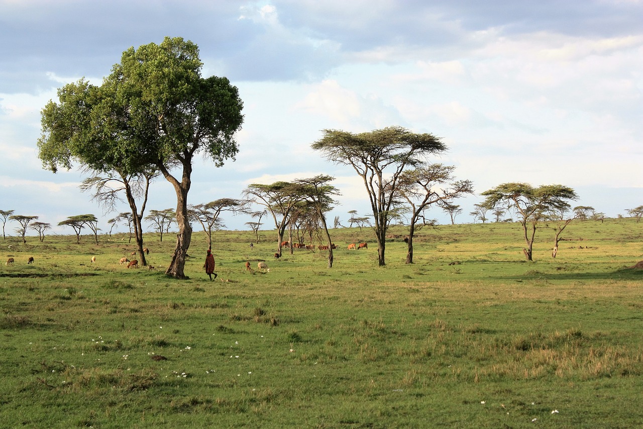 kenya savannah safari free photo