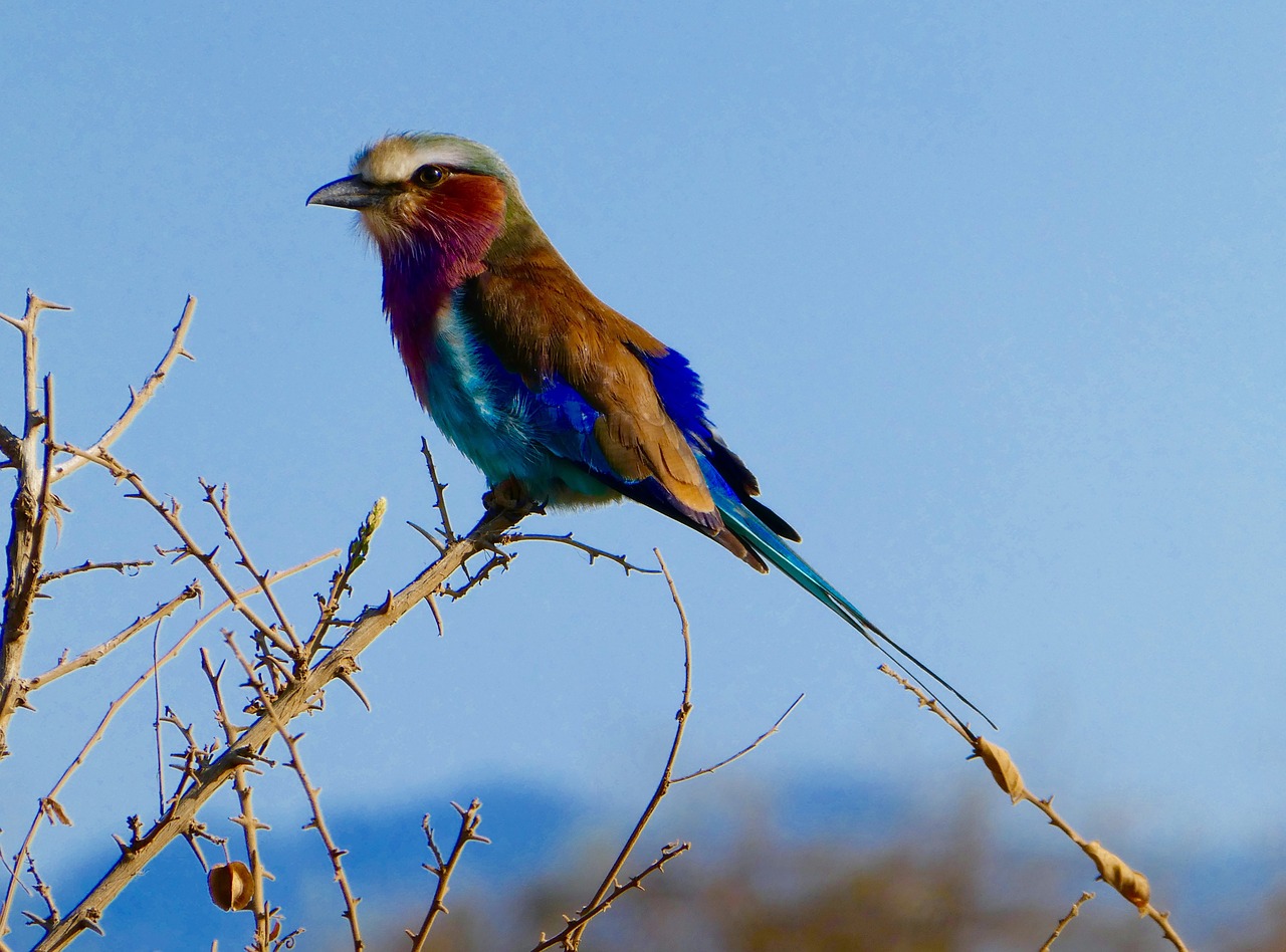 kenya bird tsavo west free photo