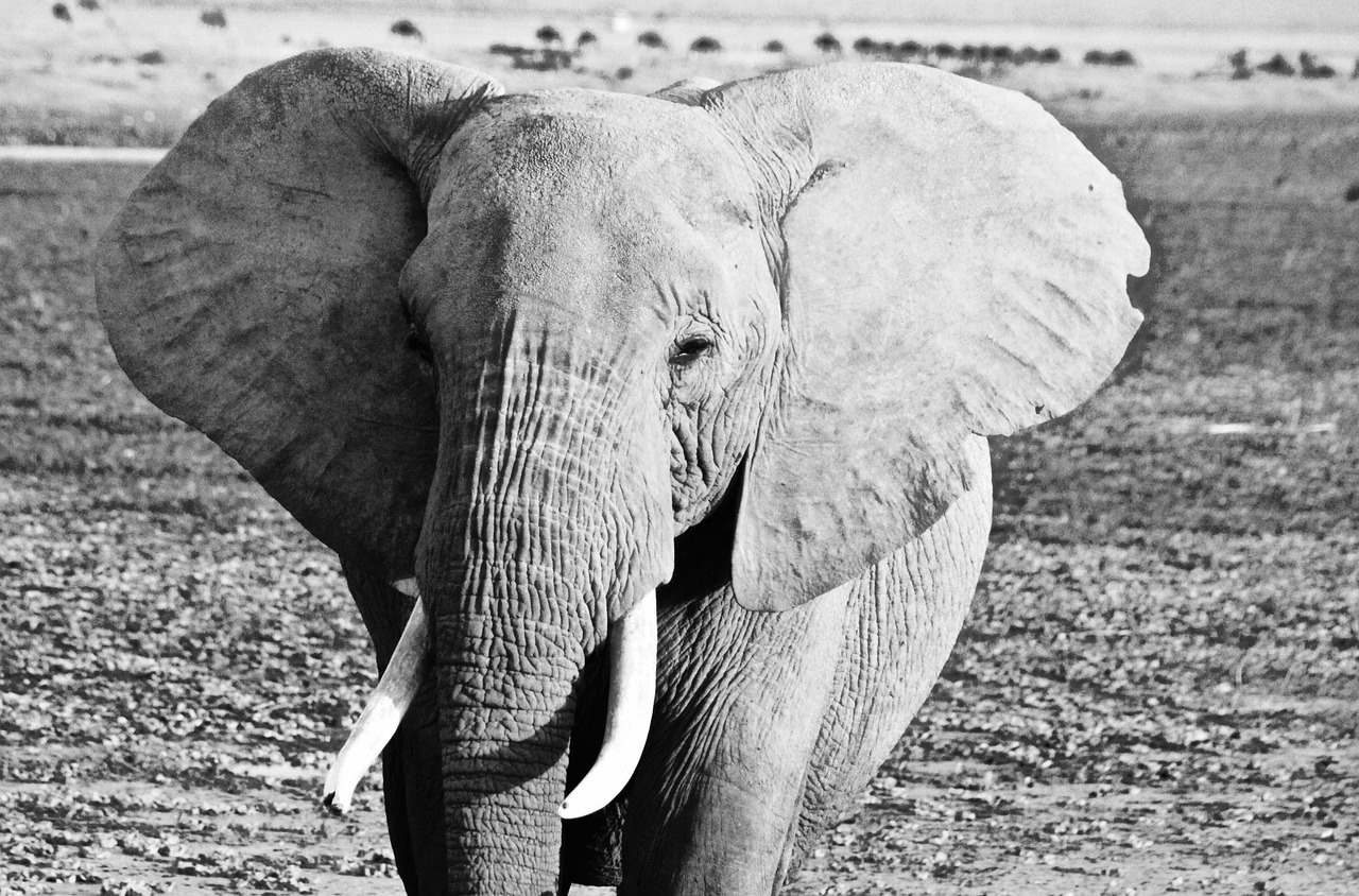 kenya elephant amboseli free photo