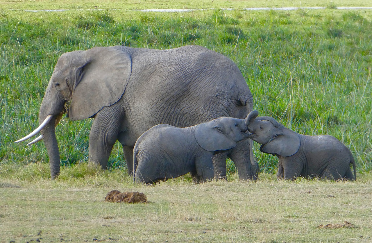 kenya elephant amboseli free photo
