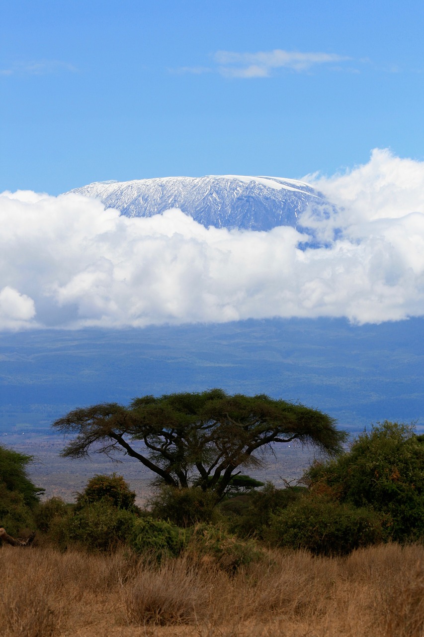 kenya safari tree free photo