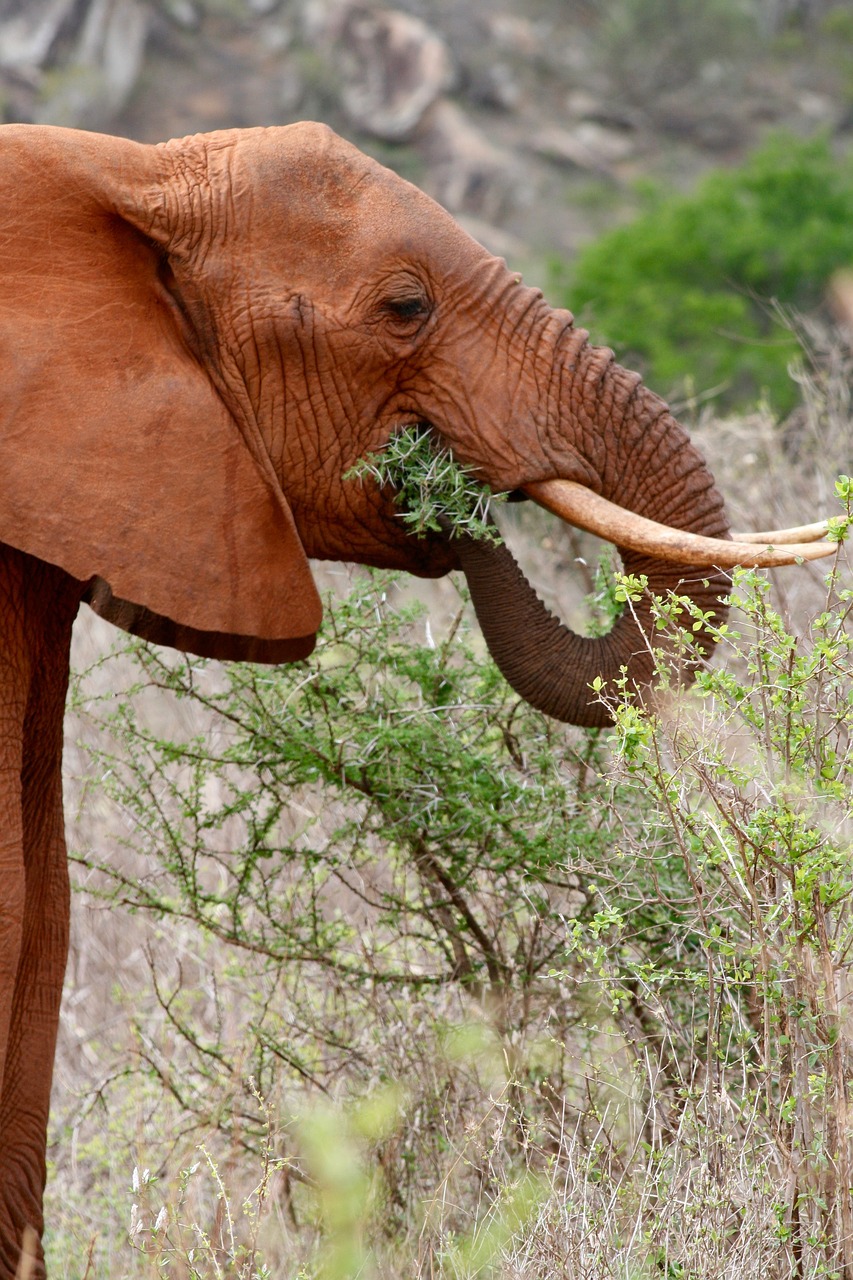 kenya safari elephant free photo