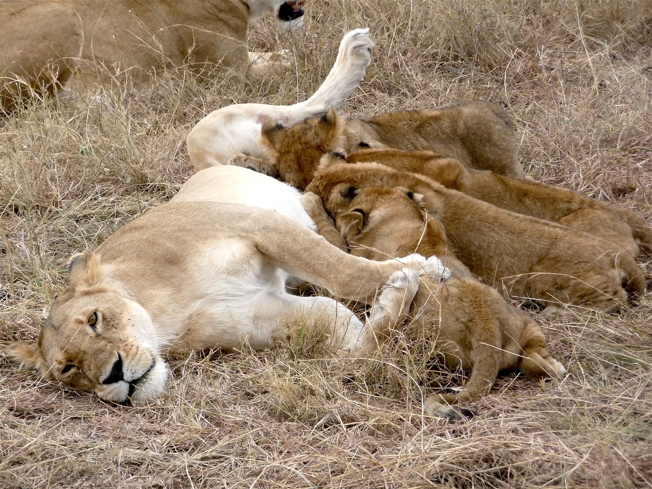 kenya lion cat free photo