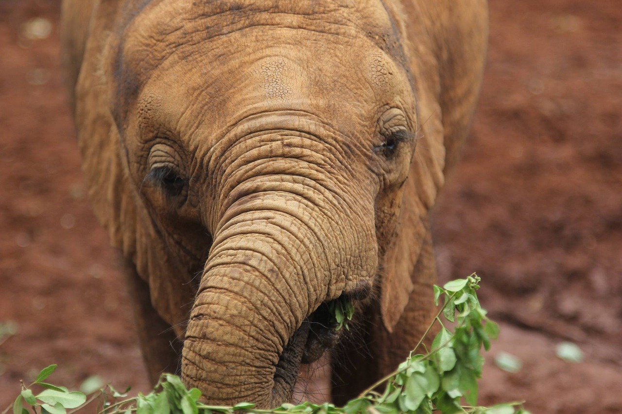 kenya elephant safari free photo