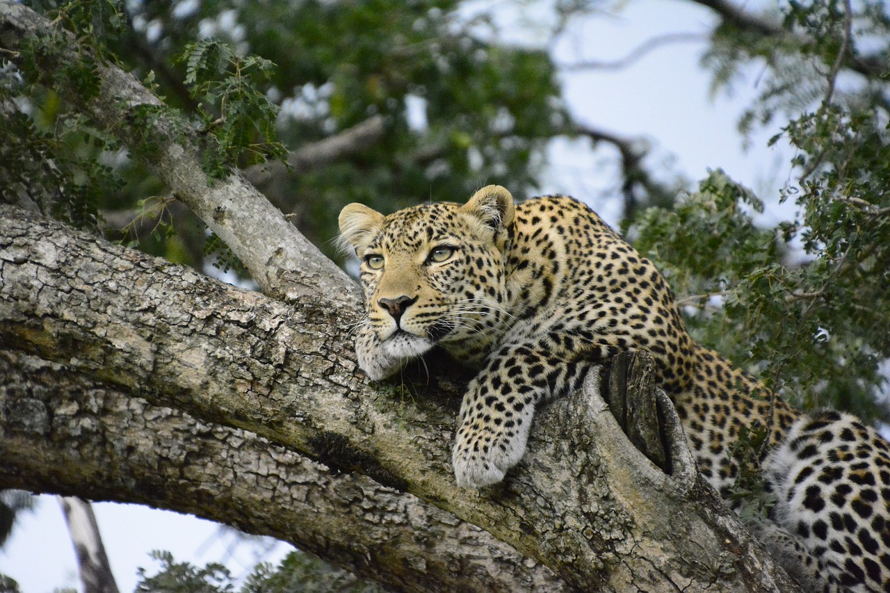 kenya leopard tree free photo
