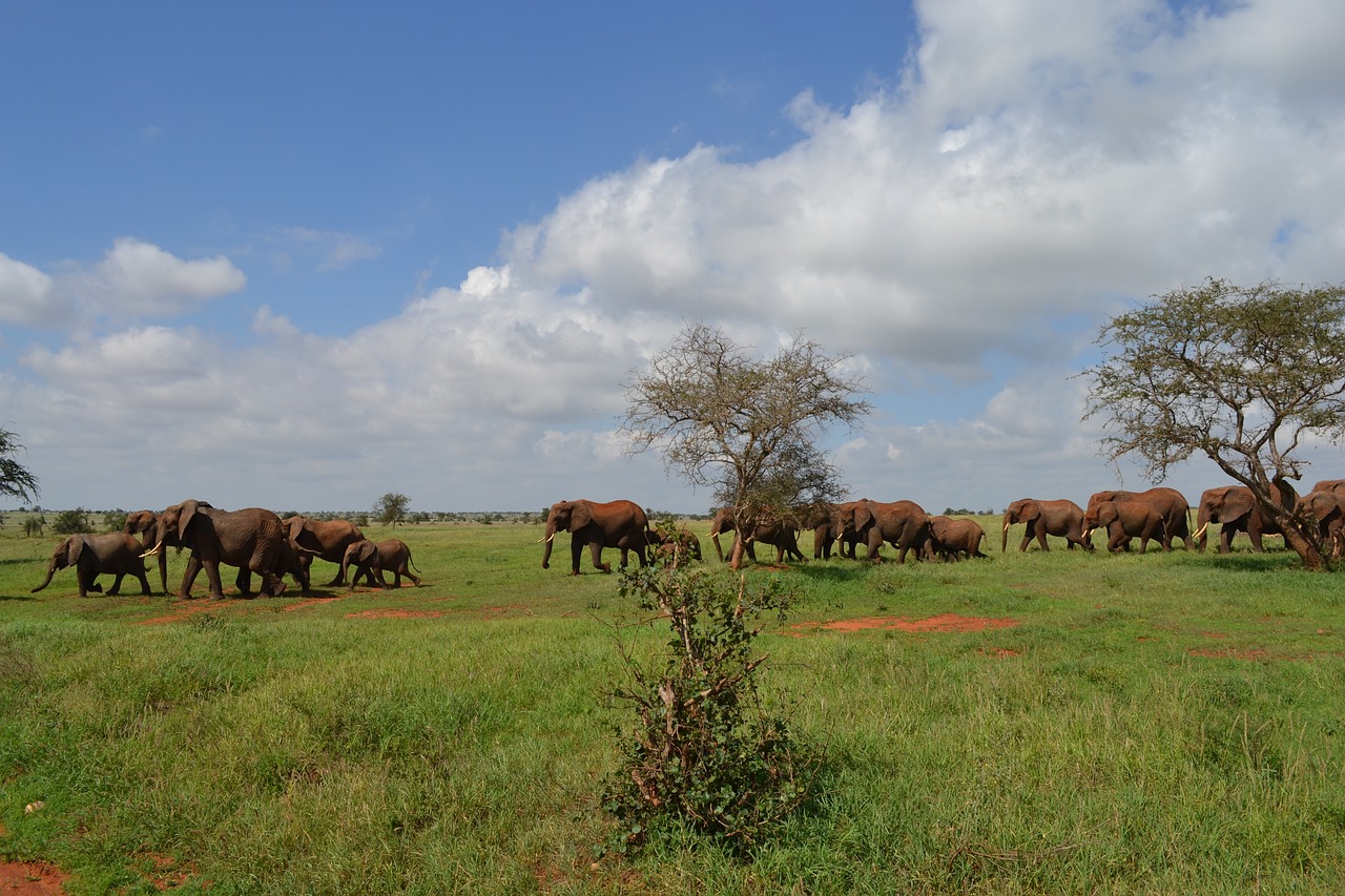 kenya  animal  safari free photo