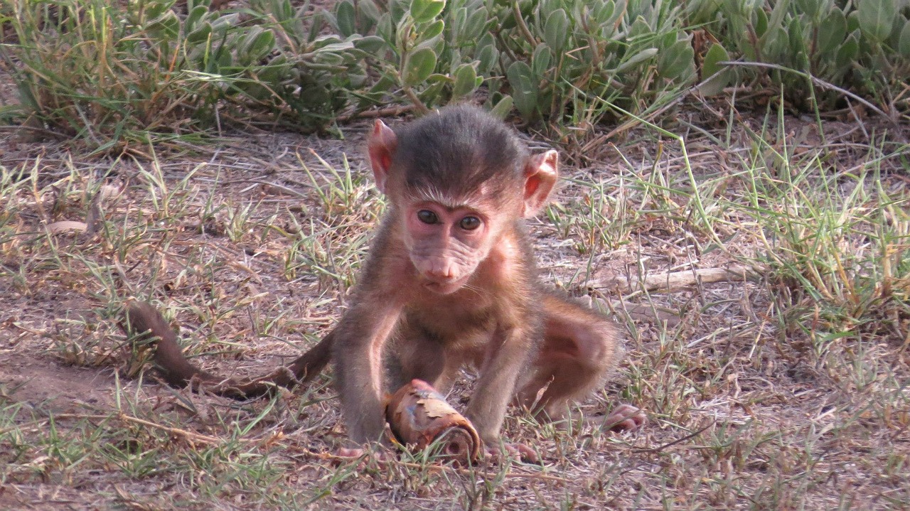 kenya baby baboon free photo