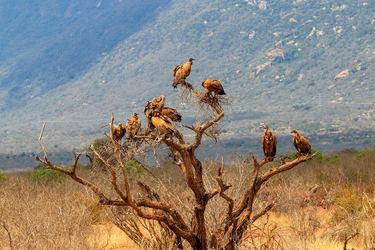 kenya  tree  africa free photo