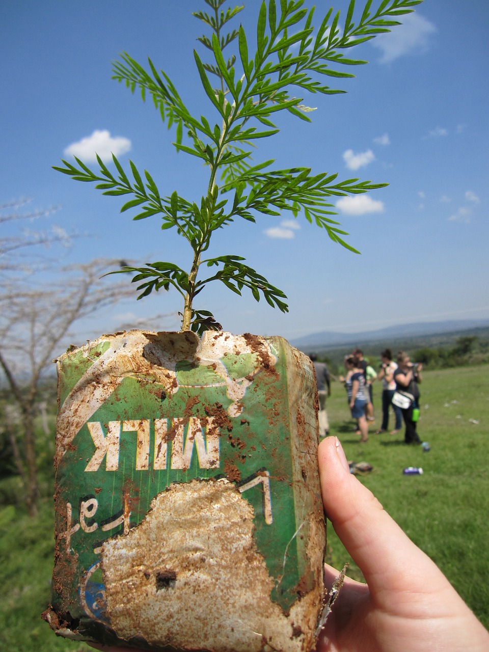 kenya mara tree planting free photo