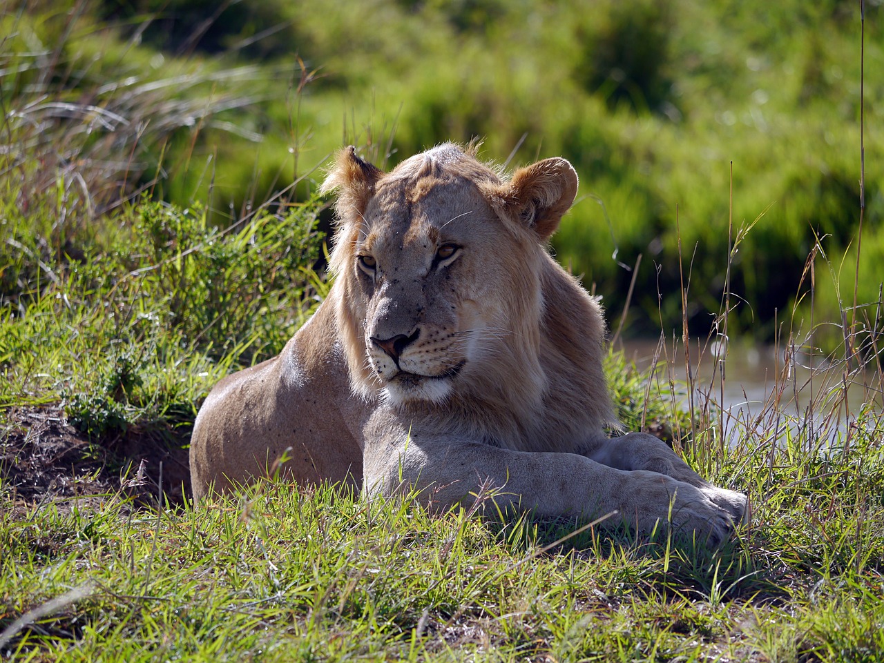 kenya lion leo free photo
